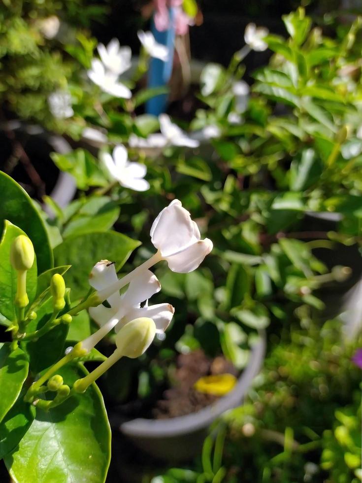 Beautiful little white flowers in the garden. photo