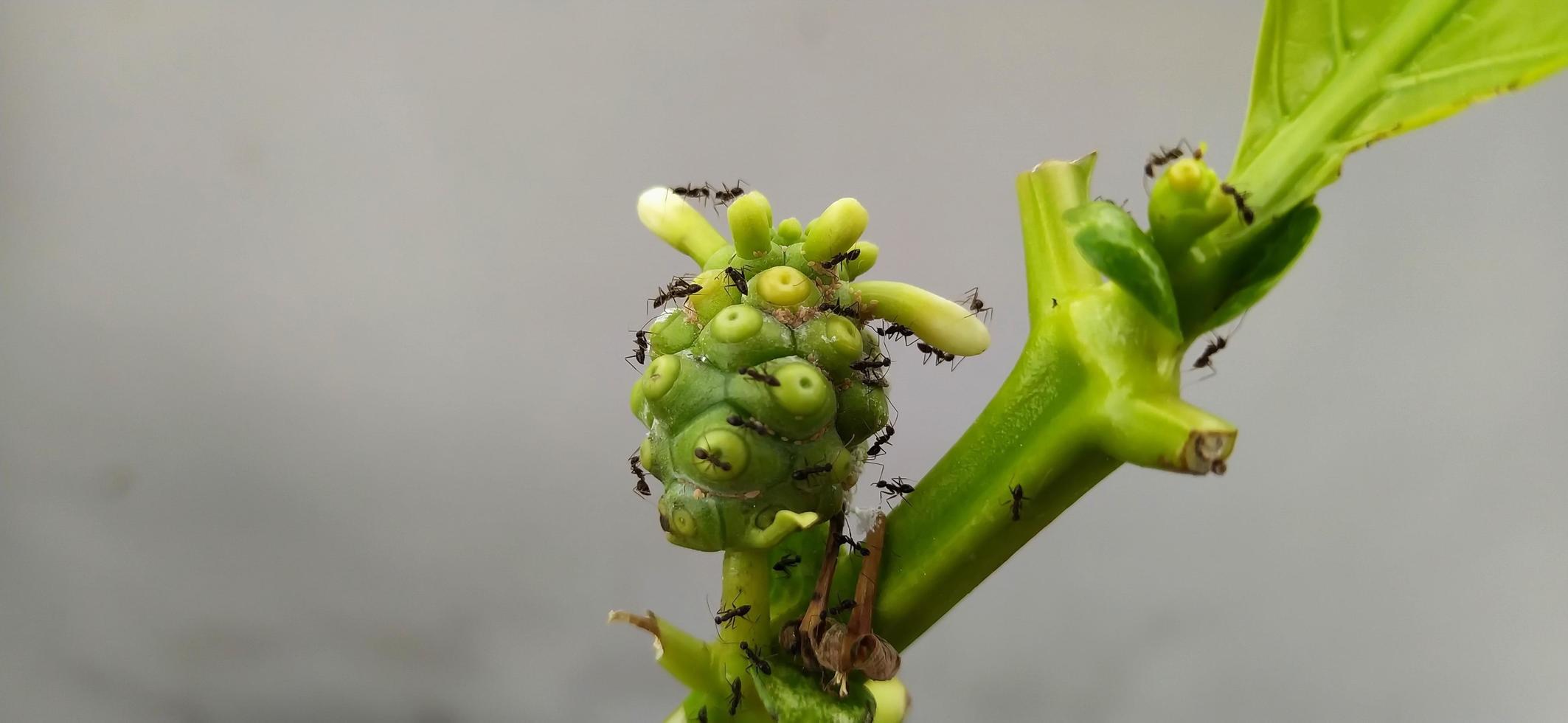 una colonia de hormigas arrastrándose sobre un árbol joven. pequeños animales árboles jóvenes. foto