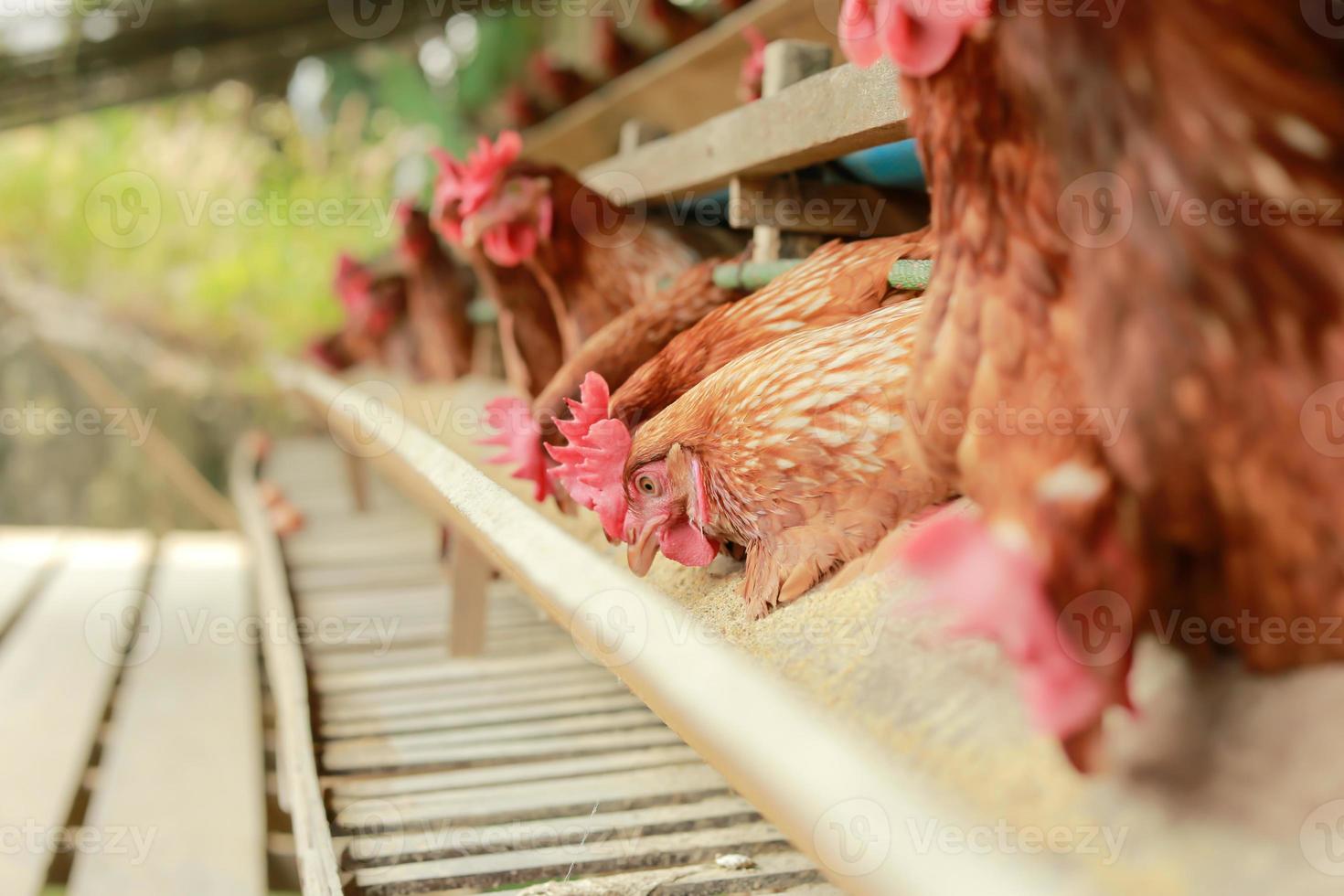 hens in cage at farm, chicken eating in woods cage at farm. photo