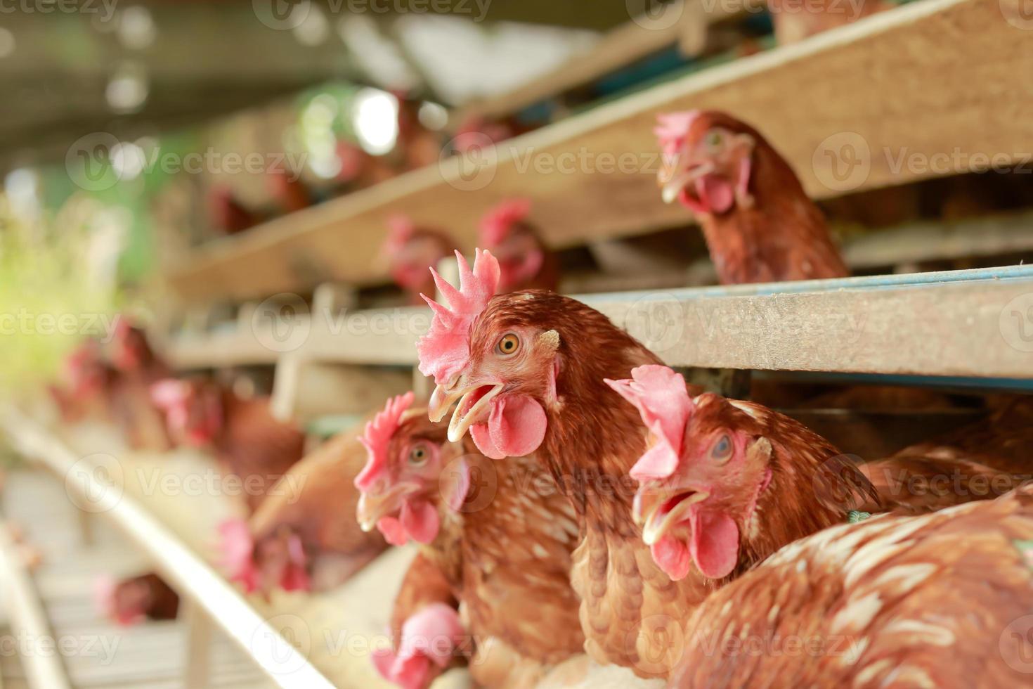 hens in cage at farm, chicken eating in woods cage at farm. photo