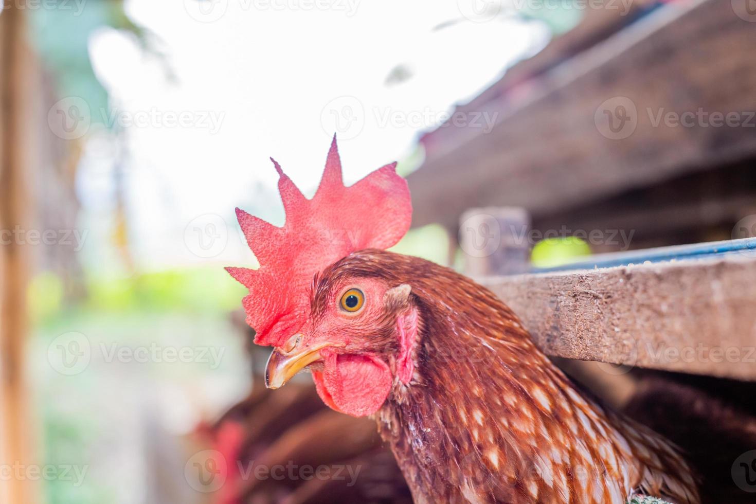 hens in cage at farm, chicken eating in woods cage at farm. photo