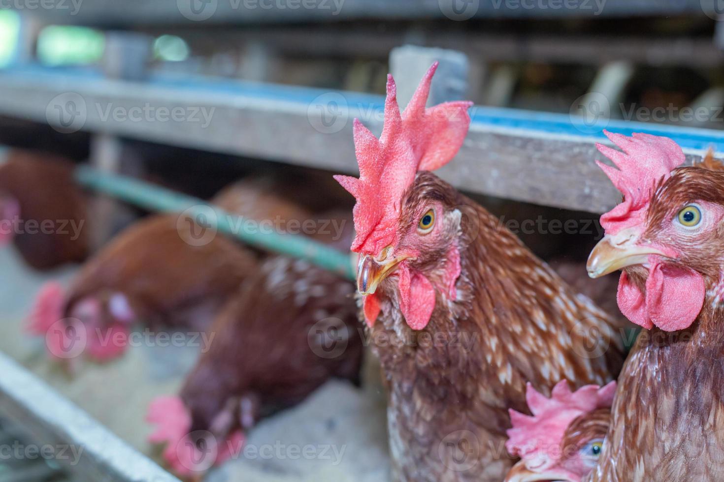 gallinas en jaula en la granja, pollo comiendo en jaula de madera en la granja. foto