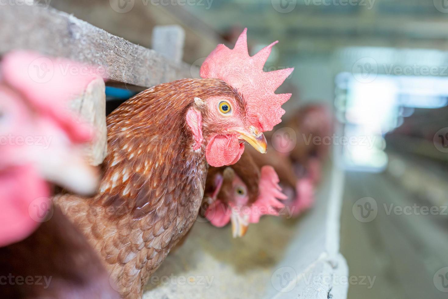 gallinas en jaula en la granja, pollo comiendo en jaula de madera en la granja. foto