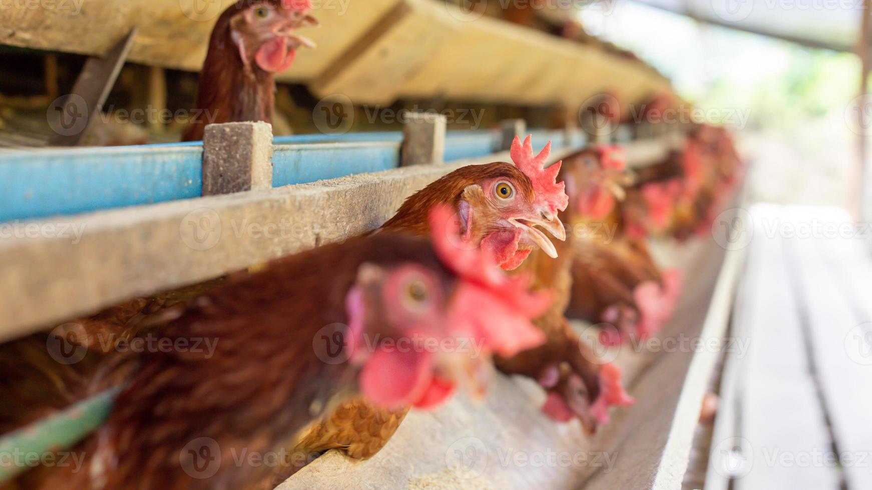 hens in cage at farm, chicken eating in woods cage at farm. photo