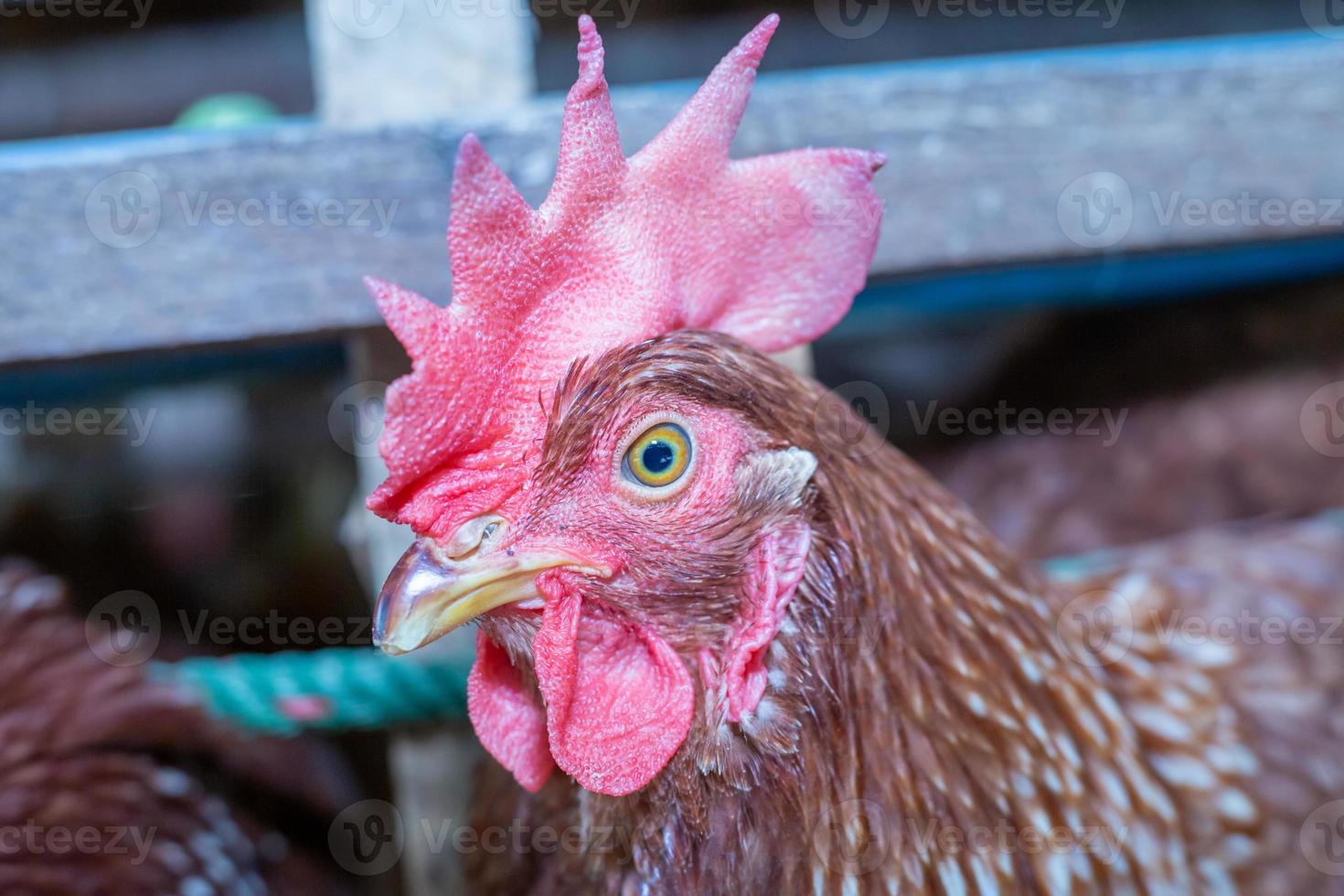 hens in cage at farm, chicken eating in woods cage at farm. photo