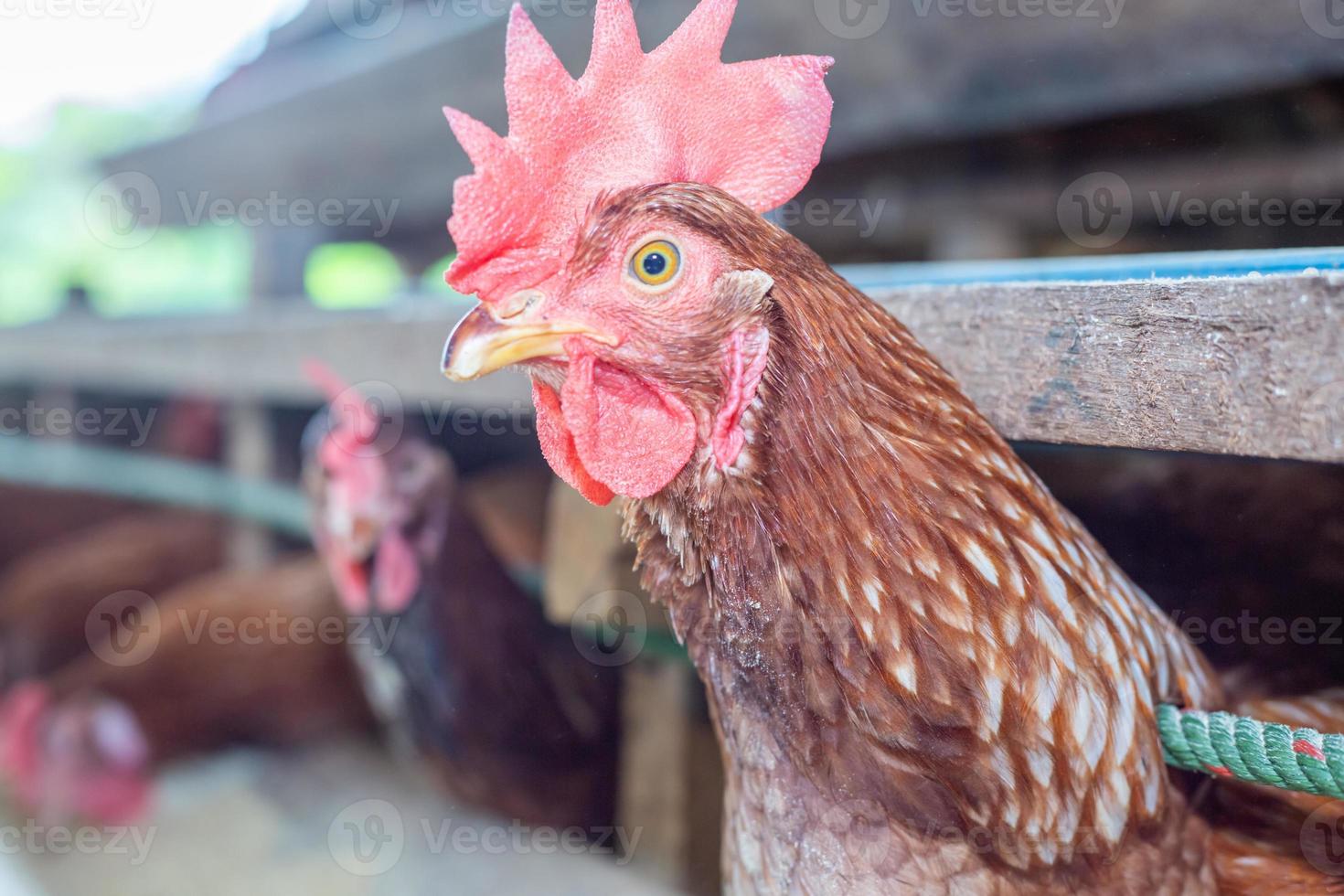 hens in cage at farm, chicken eating in woods cage at farm. photo