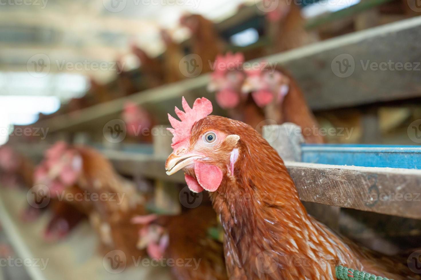 gallinas en jaula en la granja, pollo comiendo en jaula de madera en la granja. foto