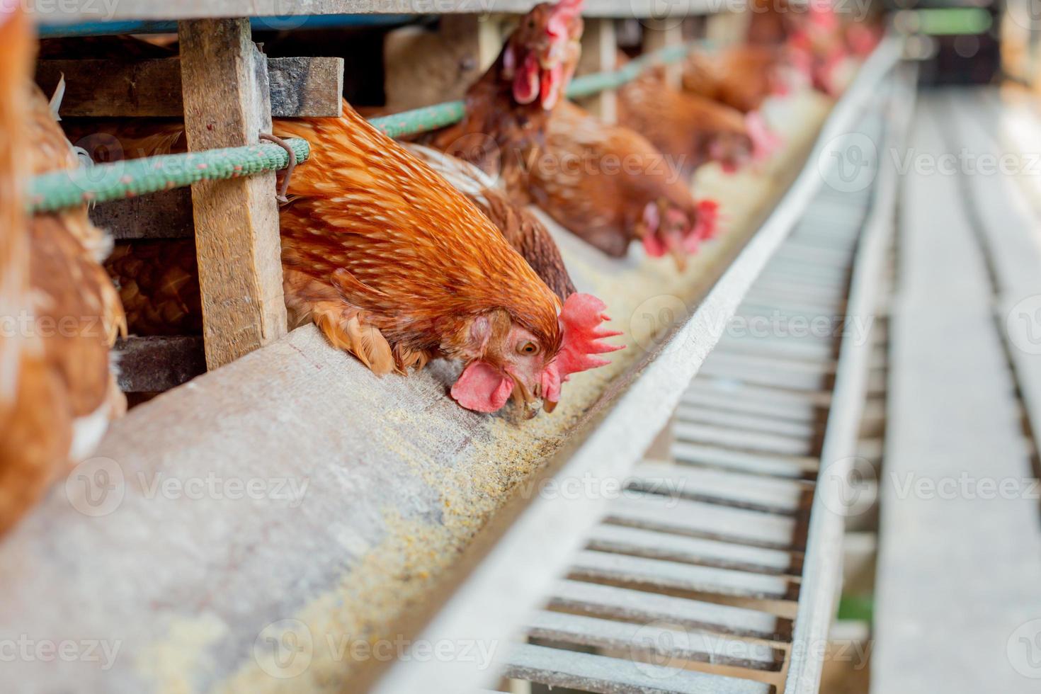 hens in cage at farm, chicken eating in woods cage at farm. photo