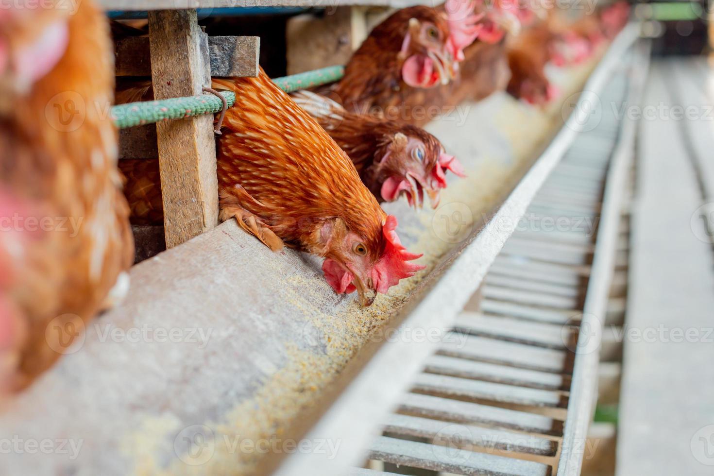 hens in cage at farm, chicken eating in woods cage at farm. photo