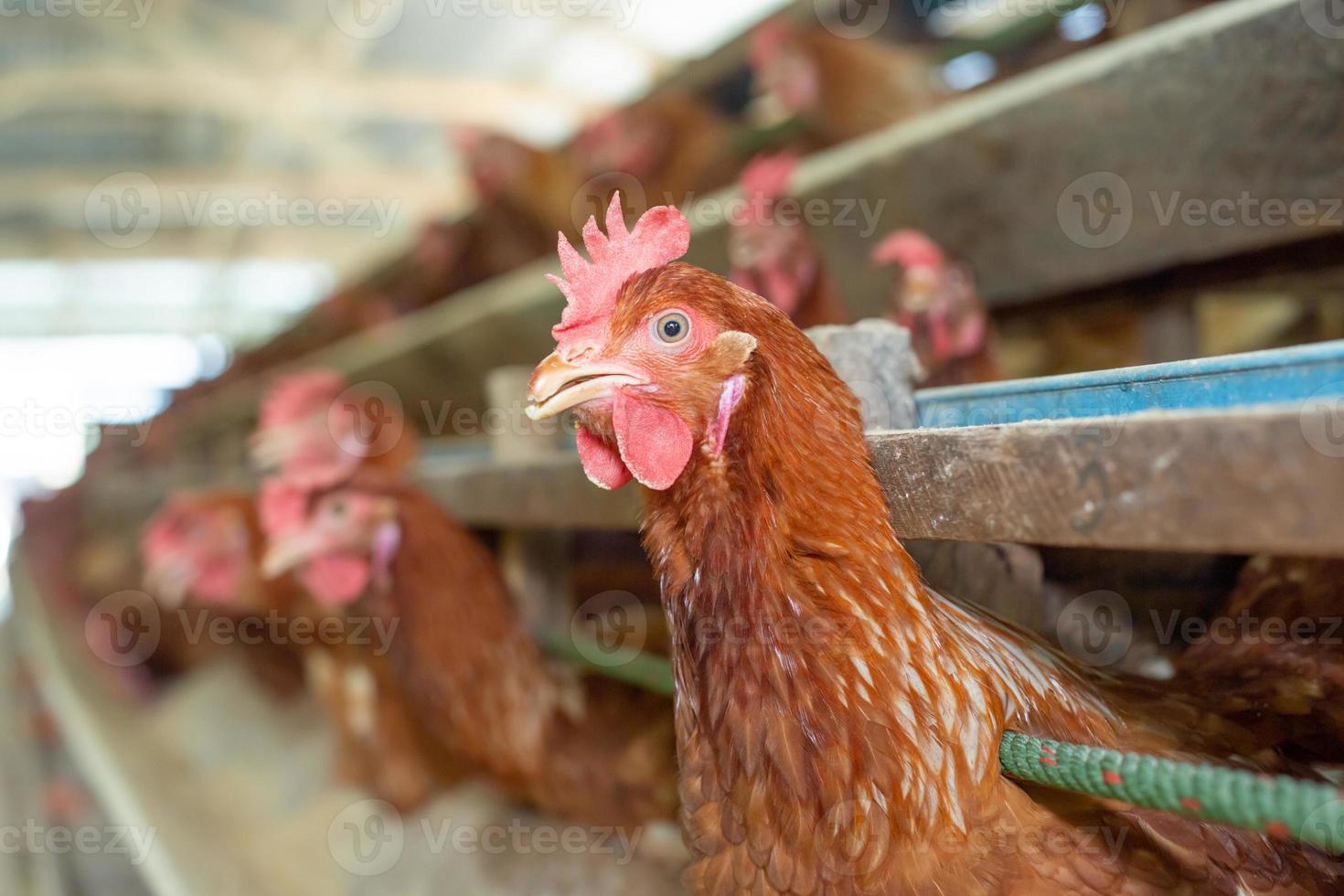 gallinas en jaula en la granja, pollo comiendo en jaula de madera en la granja. foto