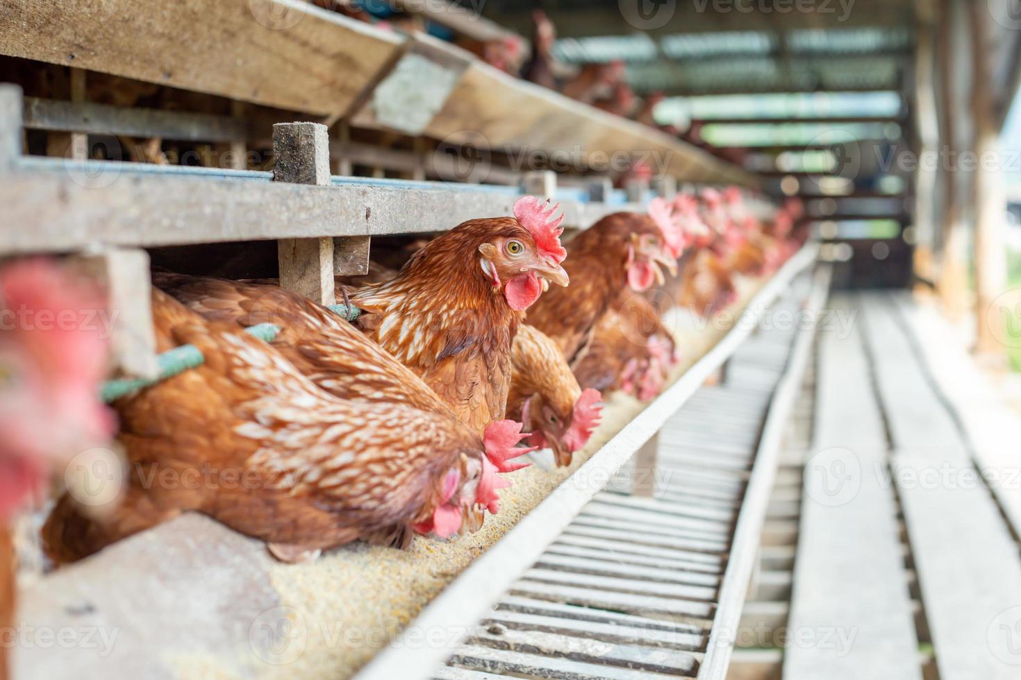 hens in cage at farm, chicken eating in woods cage at farm. photo