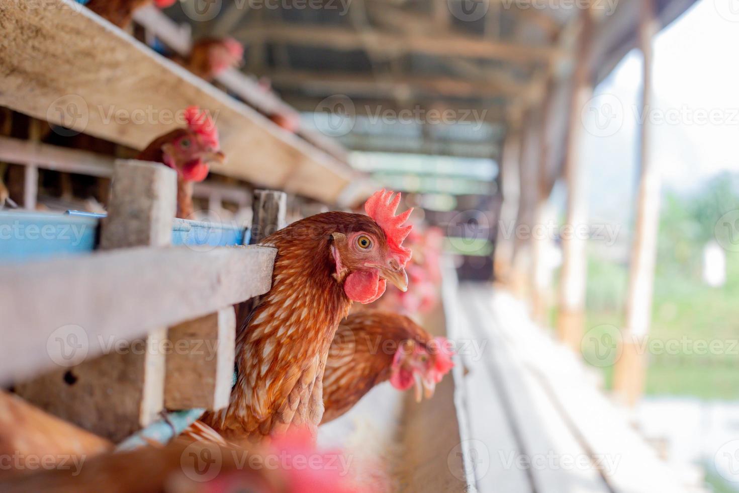gallinas en jaula en la granja, pollo comiendo en jaula de madera en la granja. foto