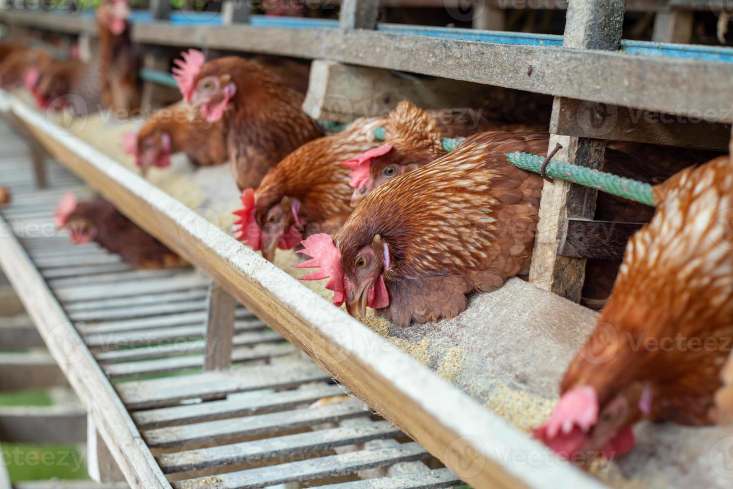 hens in cage at farm, chicken eating in woods cage at farm. photo