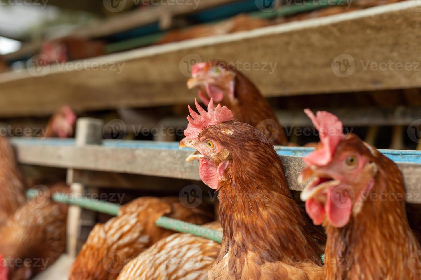 hens in cage at farm, chicken eating in woods cage at farm. photo