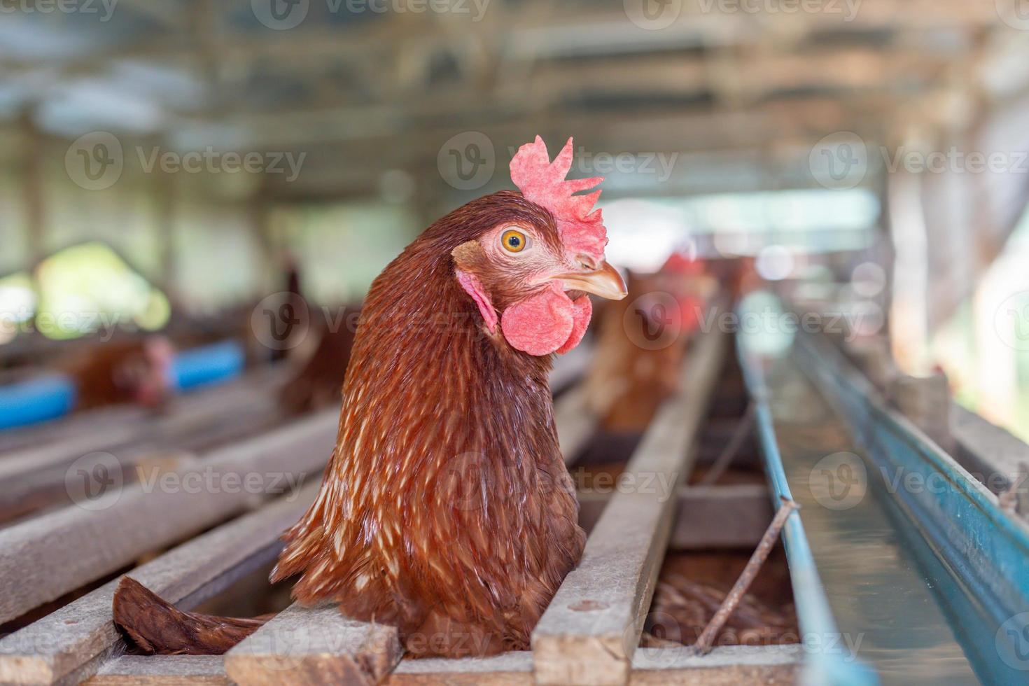 gallinas en jaula en la granja, pollo comiendo en jaula de madera en la granja. foto