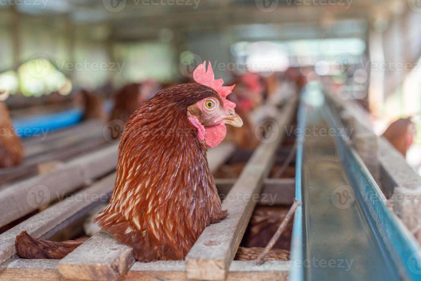 gallinas en jaula en la granja, pollo comiendo en jaula de madera en la granja. foto