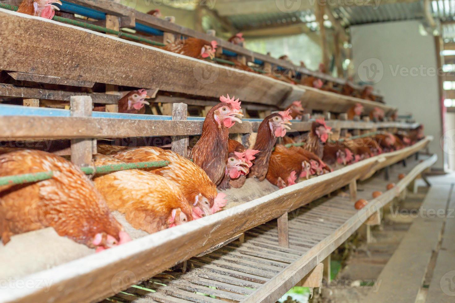 hens in cage at farm, chicken eating in woods cage at farm. photo