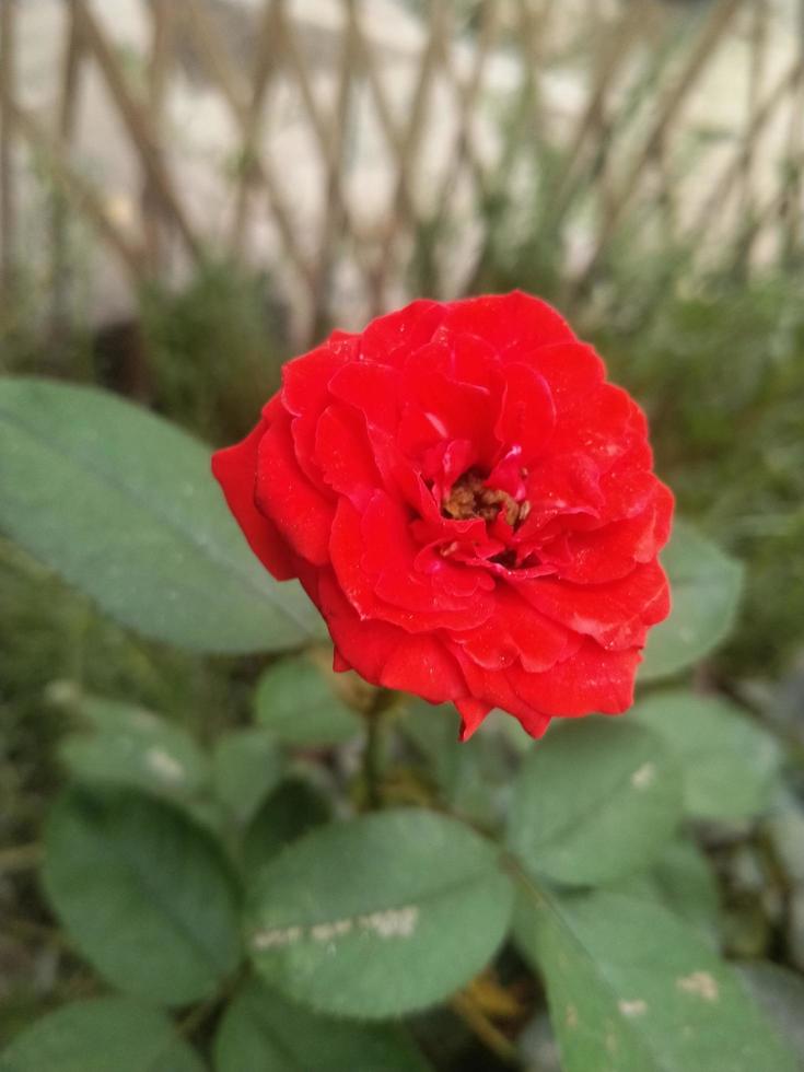 flor rosa, hermosa flor, jardín botánico, hermosa naturaleza, flor de amor foto