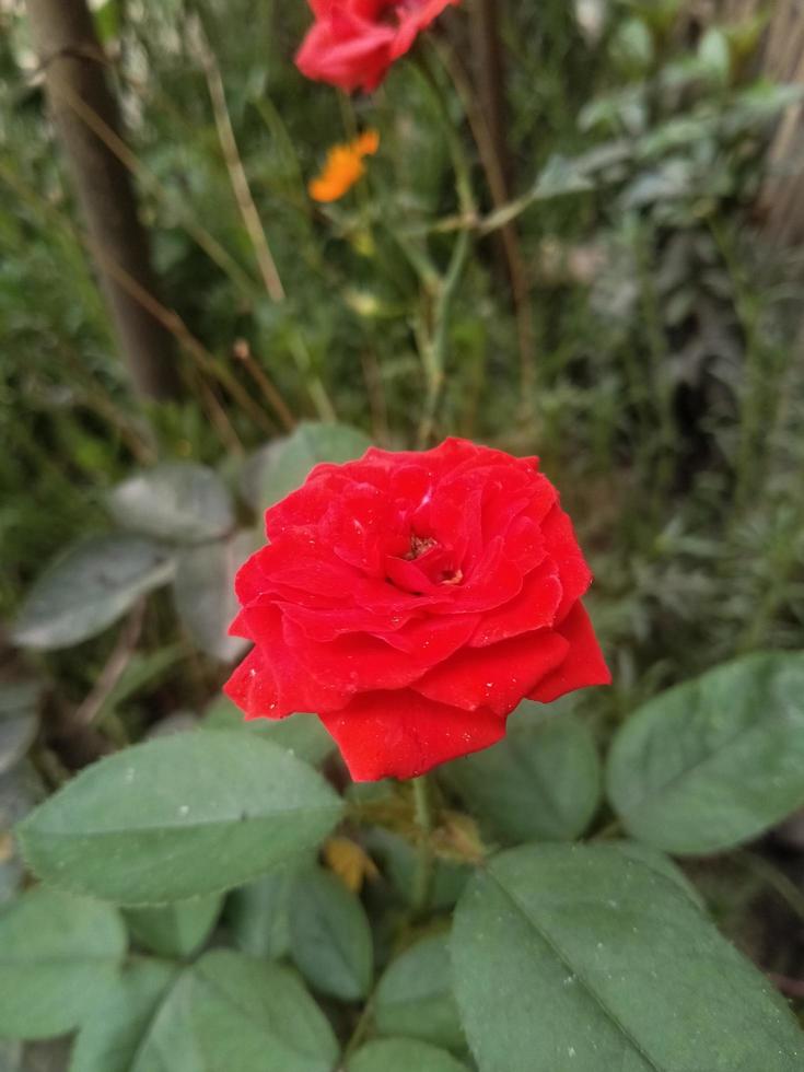 flor rosa, hermosa flor, jardín botánico, hermosa naturaleza, flor de amor foto