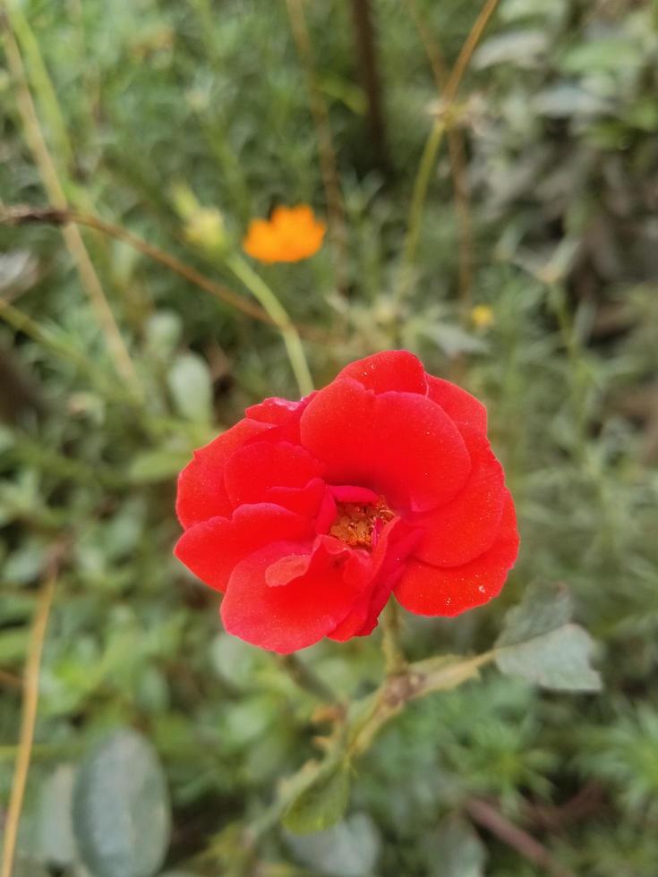 flor rosa, hermosa flor, jardín botánico, hermosa naturaleza, flor de amor foto