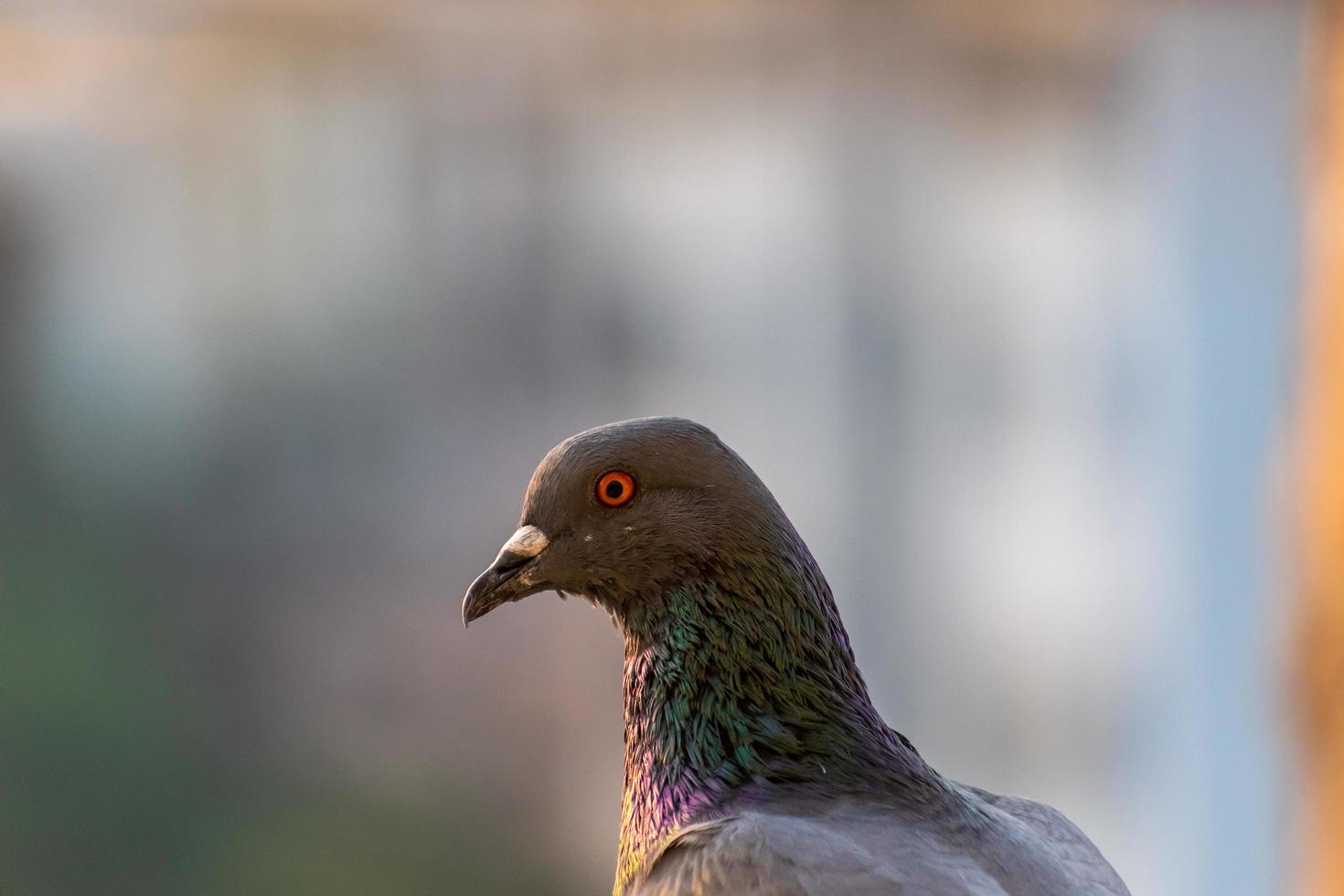 A close up of a feral Rock Pigeon aka Rock Dove with red eyes and a translucent neck. photo