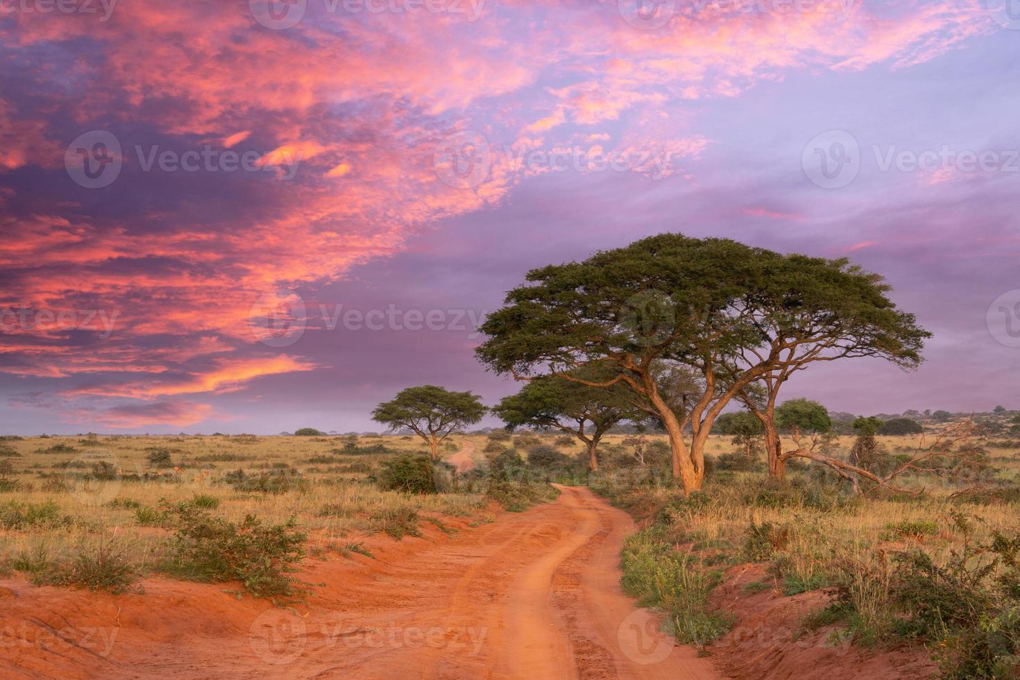 amanecer en el parque nacional de murchison falls, uganda foto