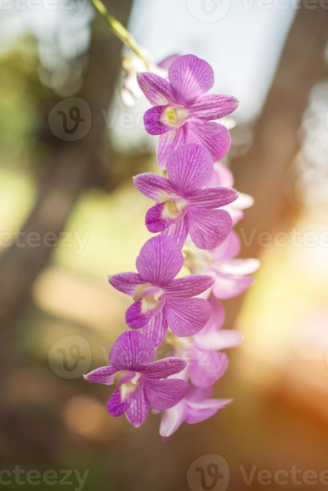 orchids,orchids purple ,orchids purple Is considered the queen of flowers in Thailand photo