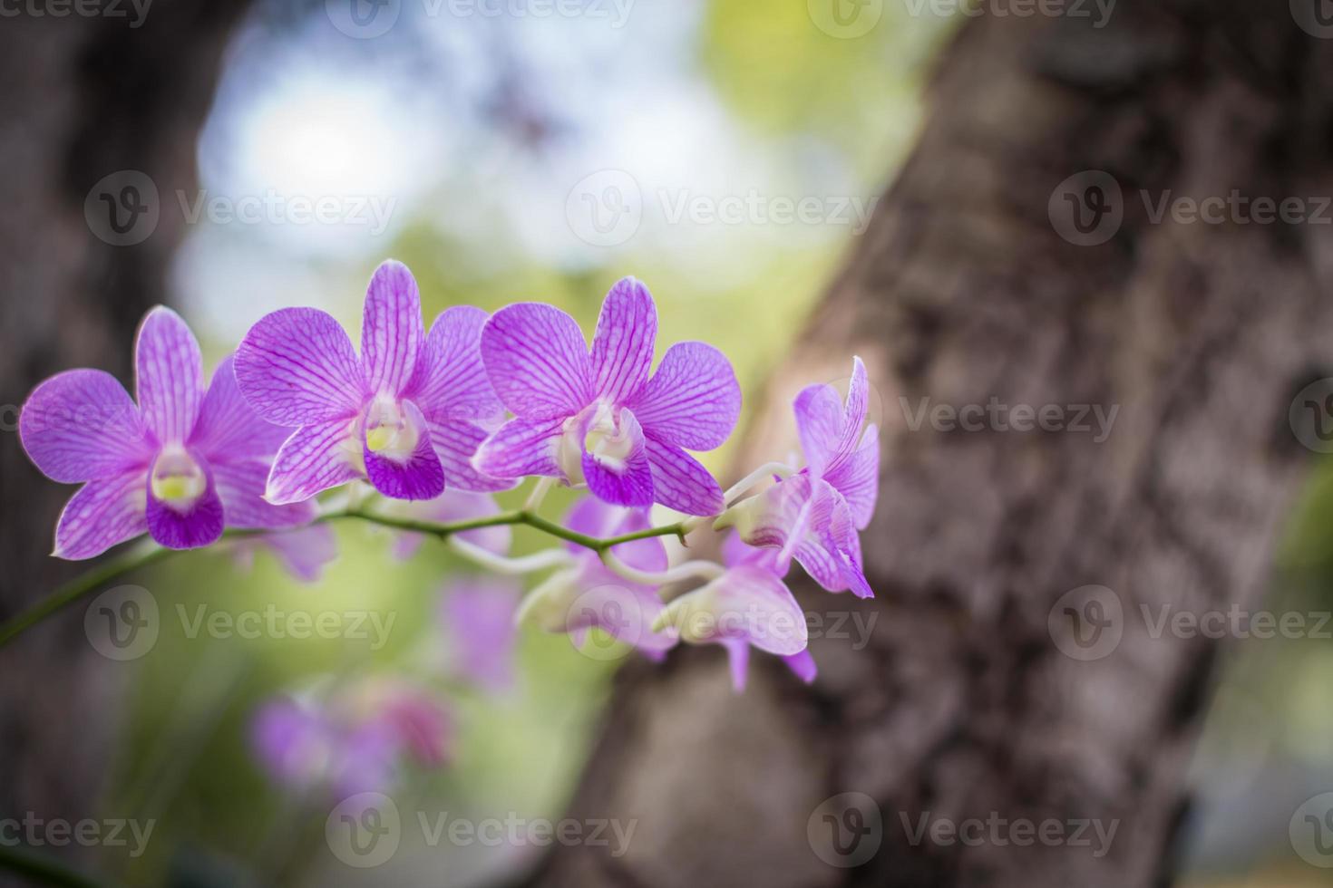 orchids,orchids purple ,orchids purple Is considered the queen of flowers in Thailand photo