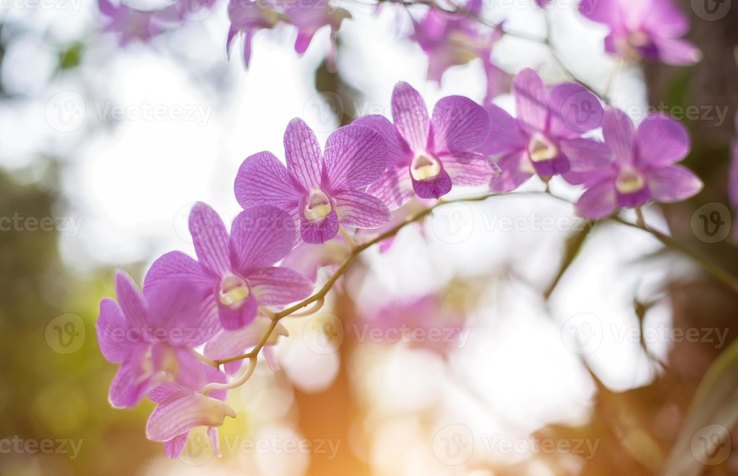 orchids,orchids purple ,orchids purple Is considered the queen of flowers in Thailand photo