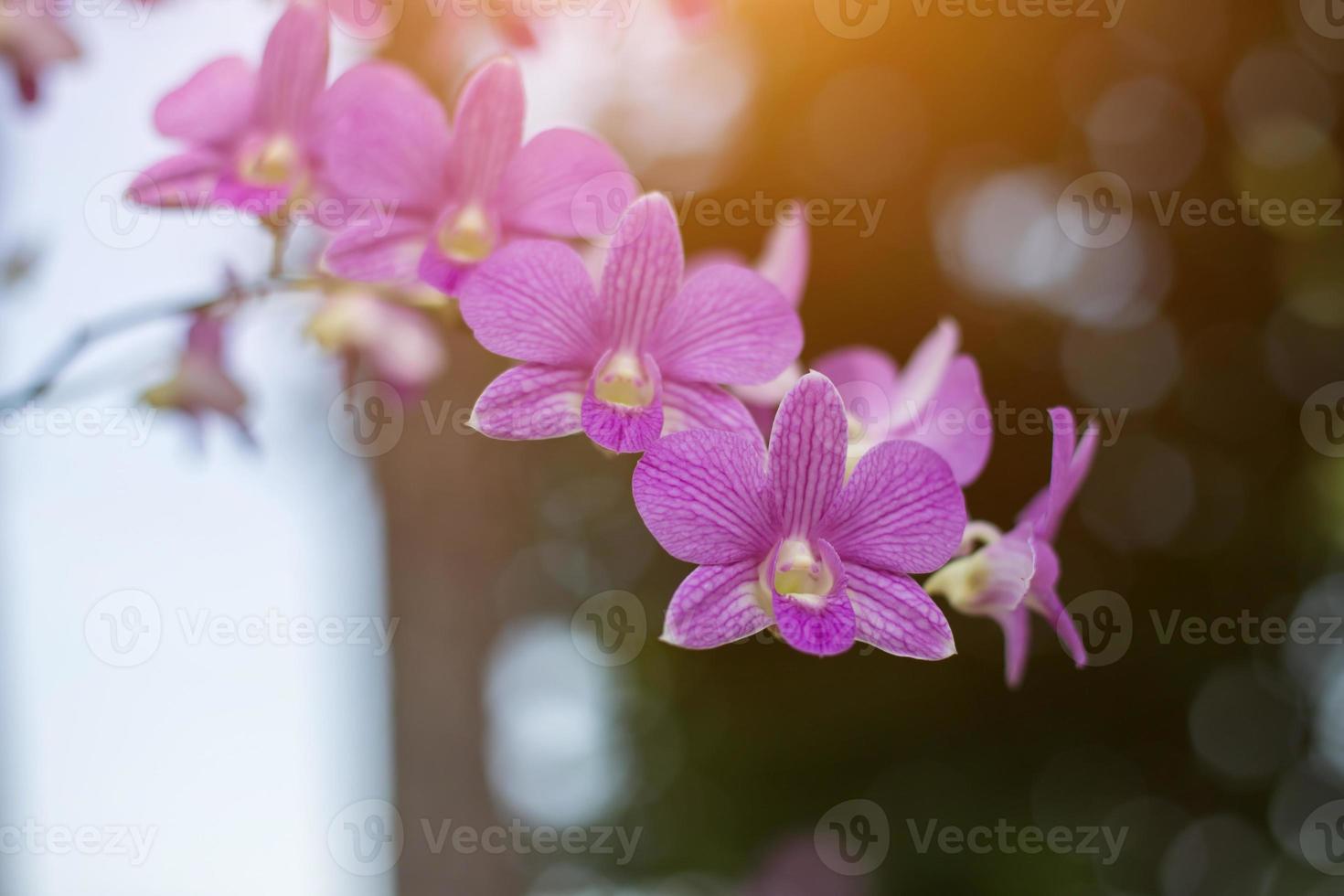 orchids,orchids purple ,orchids purple Is considered the queen of flowers in Thailand photo