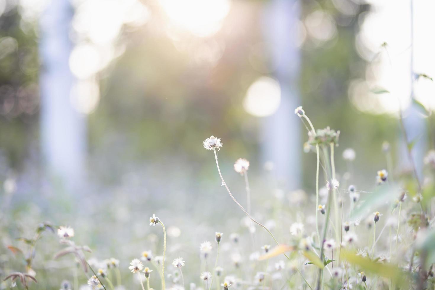 The grass bloomed in the sunlight photo