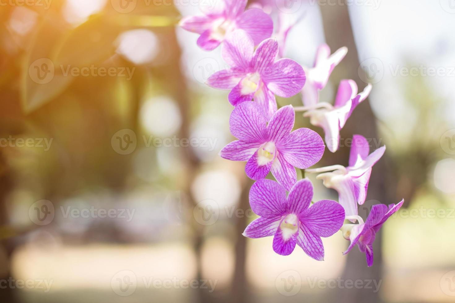 orchids,orchids purple ,orchids purple Is considered the queen of flowers in Thailand photo