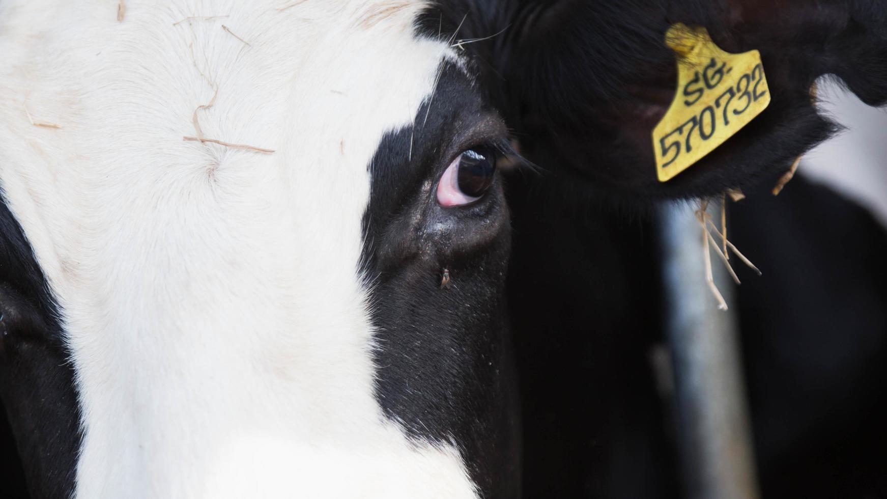 Holstein cows in the barn photo