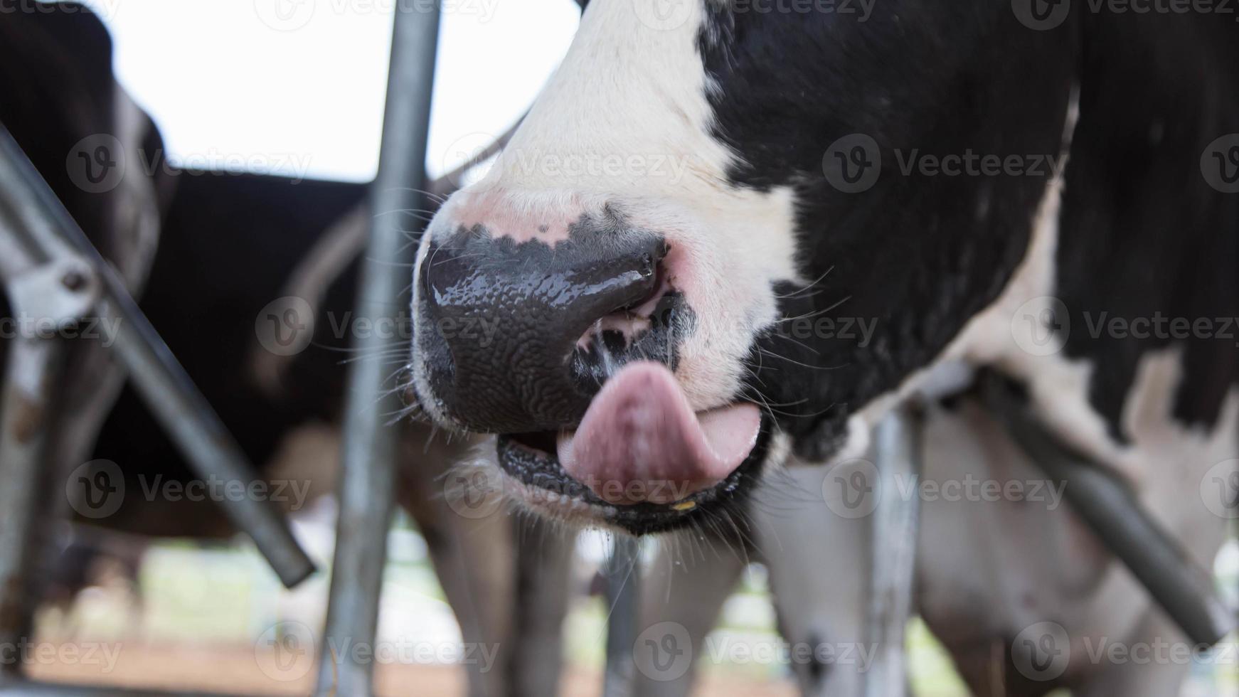 vacas holstein en el granero foto