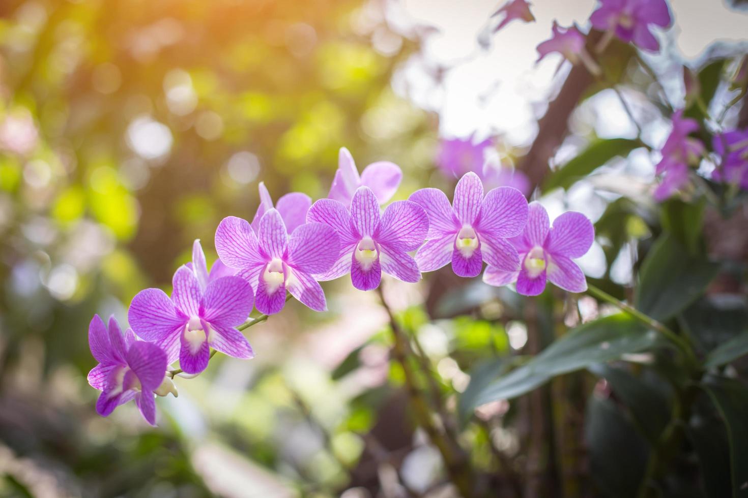 orchids,orchids purple ,orchids purple Is considered the queen of flowers in Thailand photo