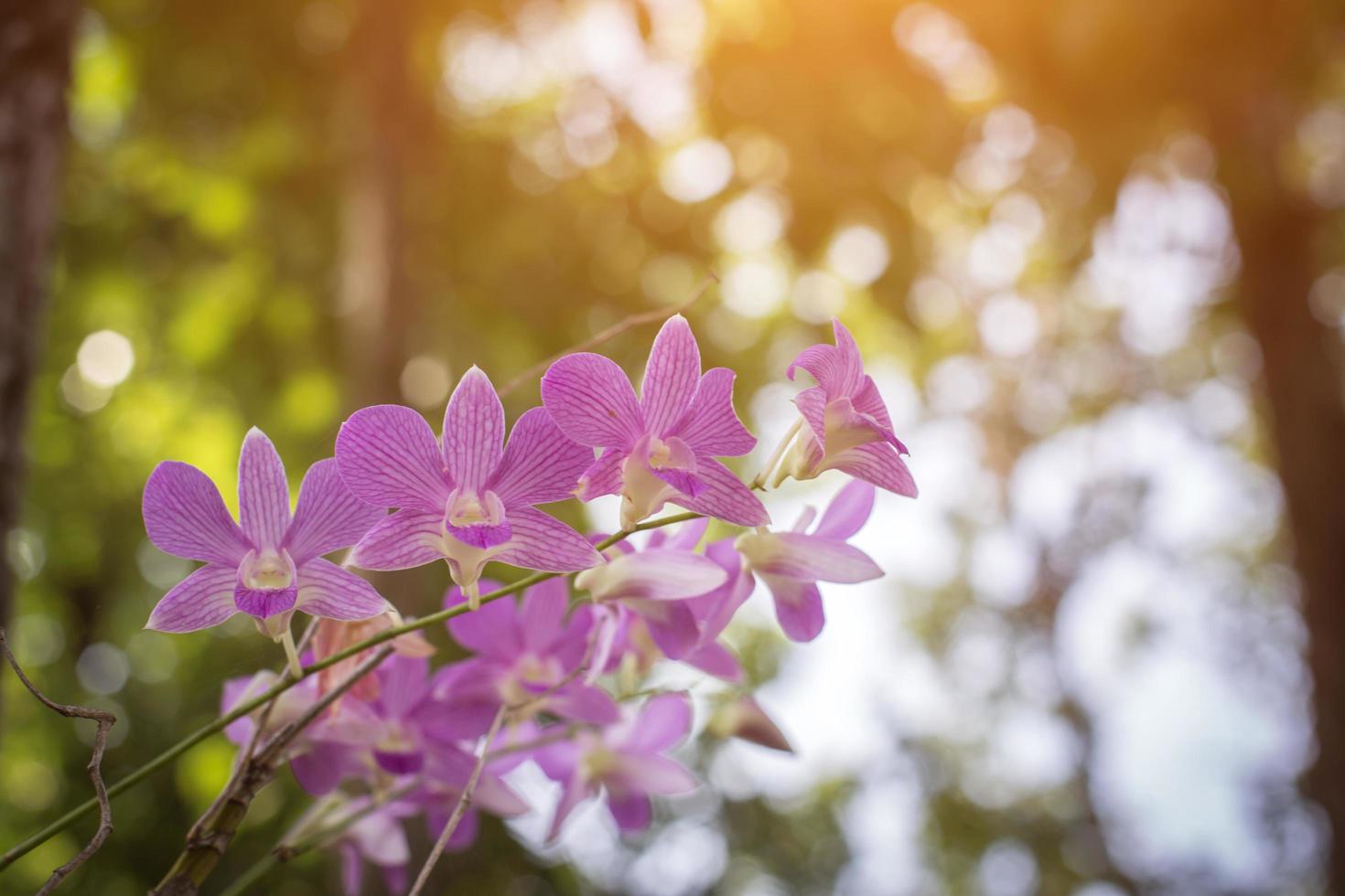 orchids,orchids purple ,orchids purple Is considered the queen of flowers in Thailand photo