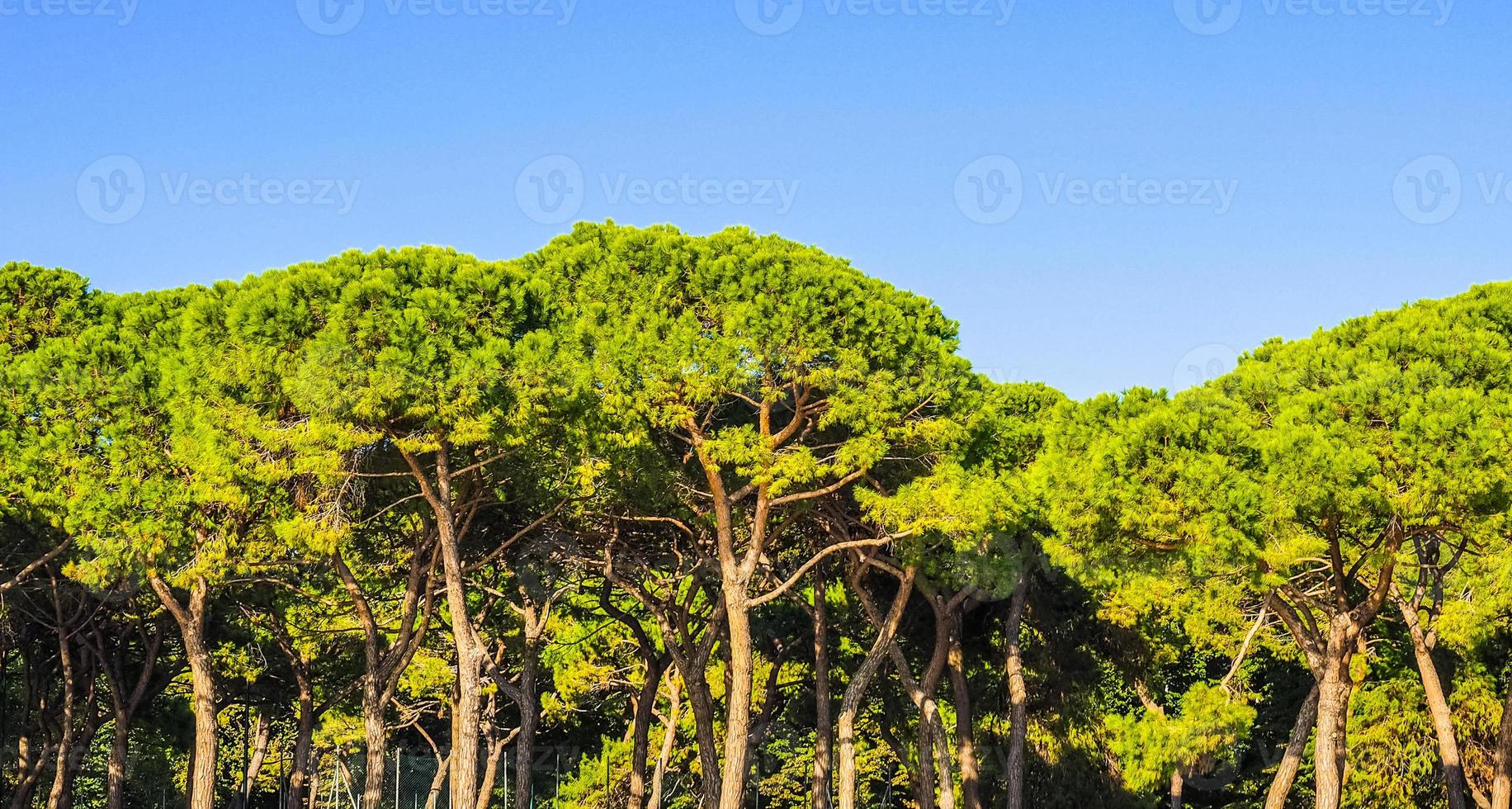 HDR maritime pine Pinus Pinaceae tree photo