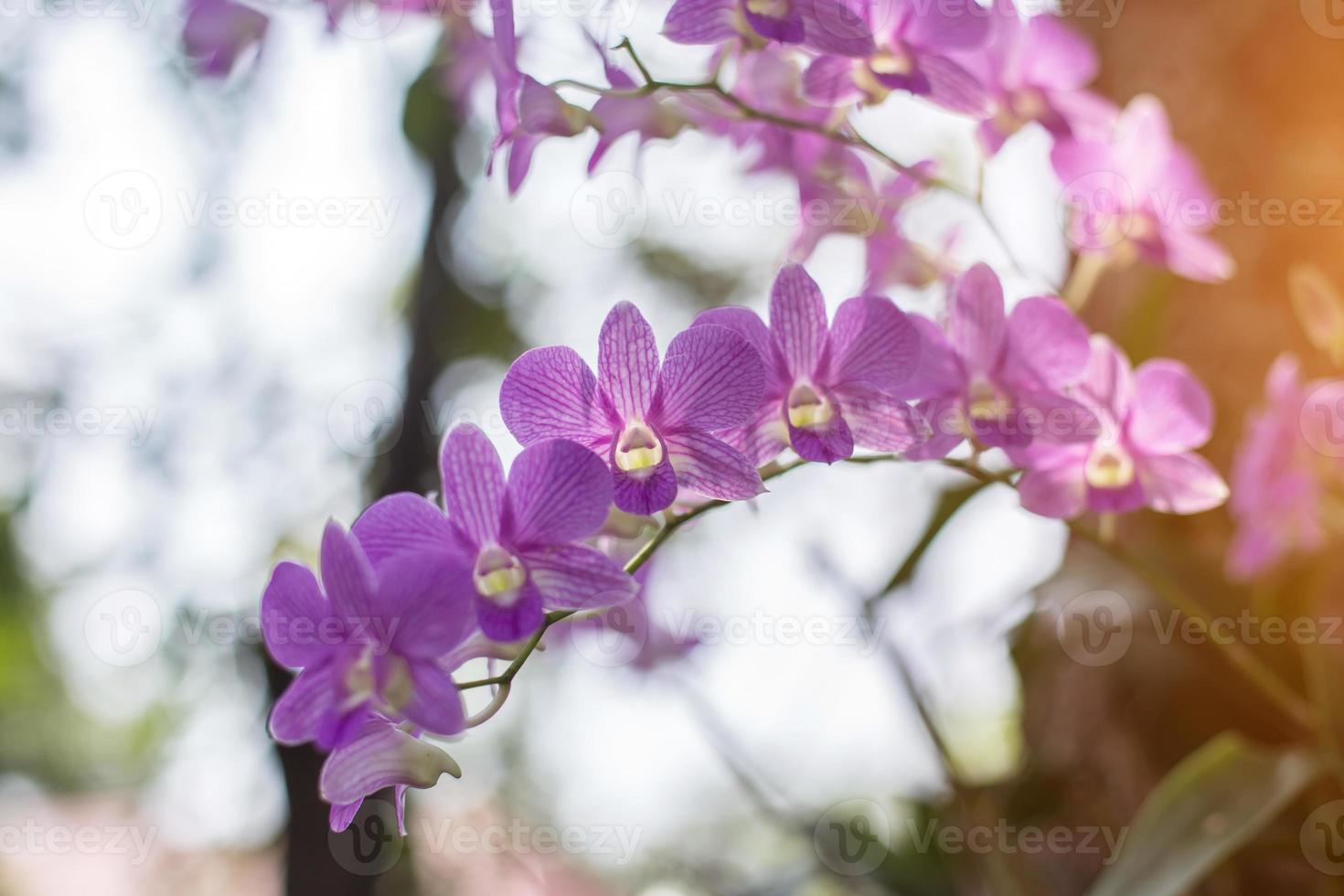 orchids,orchids purple ,orchids purple Is considered the queen of flowers in Thailand photo