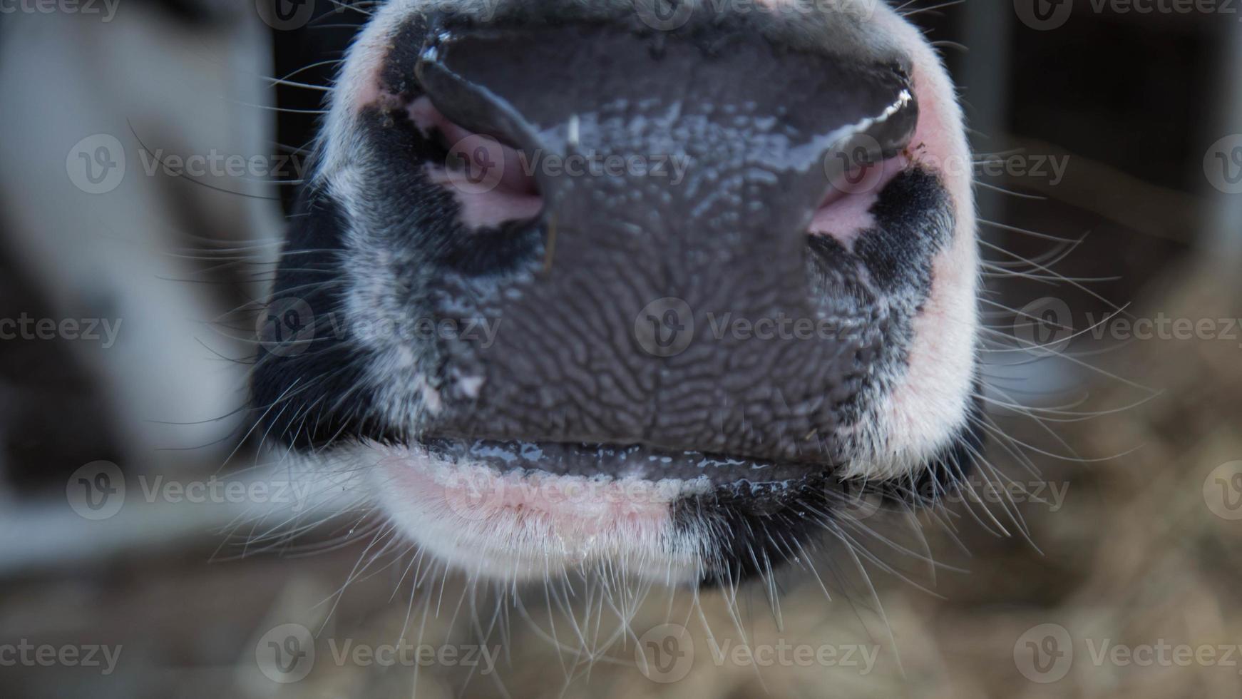 Holstein cows in the barn photo