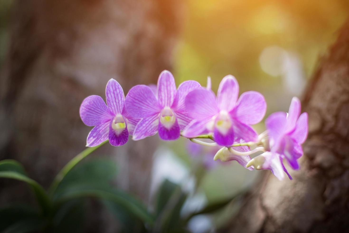 orchids,orchids purple ,orchids purple Is considered the queen of flowers in Thailand photo