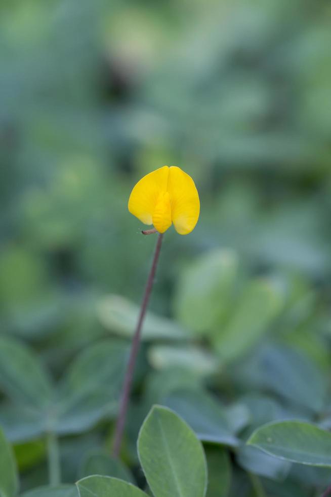 planta de maní pinto, pequeña flor amarilla foto