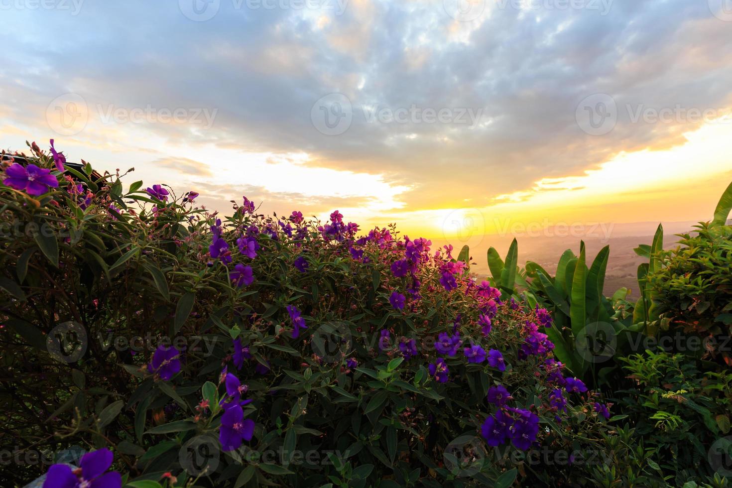 princesa morada o araña brasileña o flor de arbusto glorioso al atardecer foto