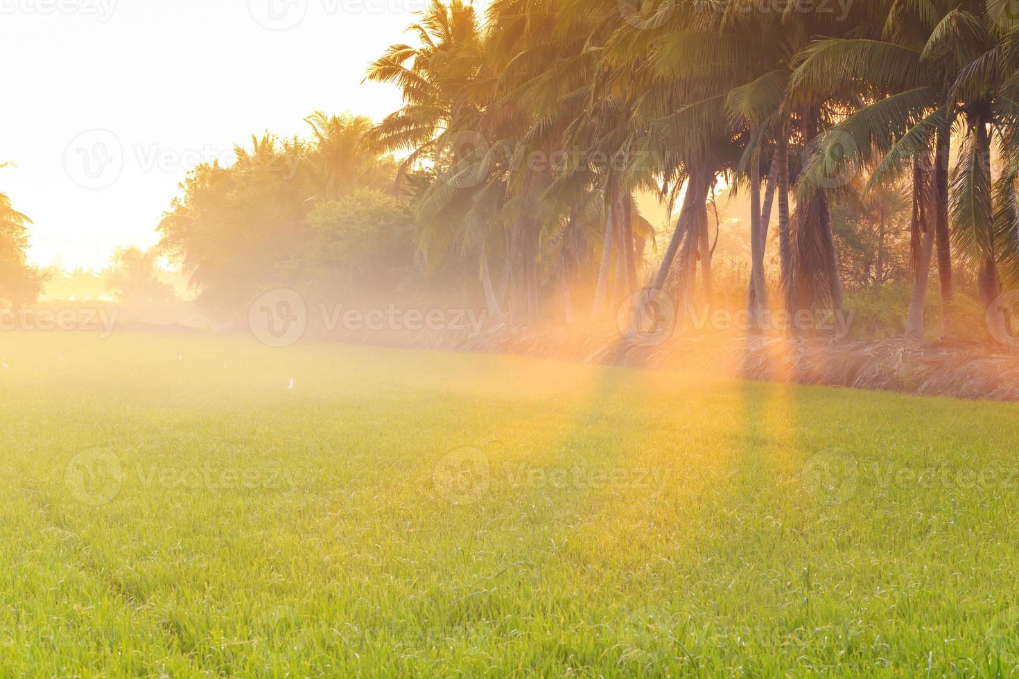 Coconut trees and ray of light over rice field photo