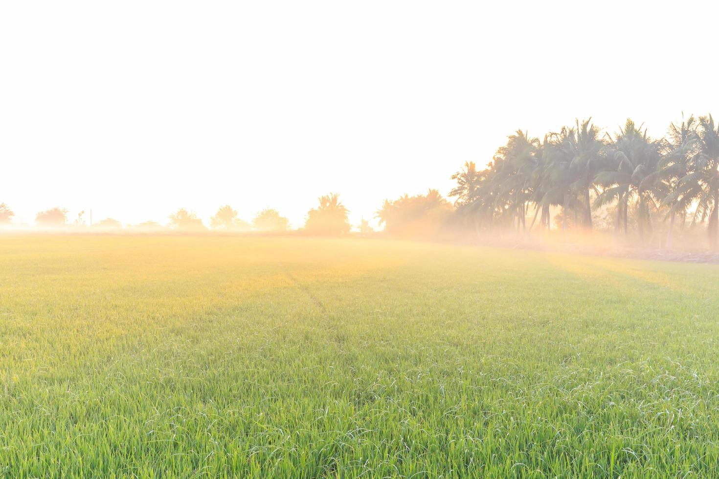 granja de arroz por la mañana con niebla foto