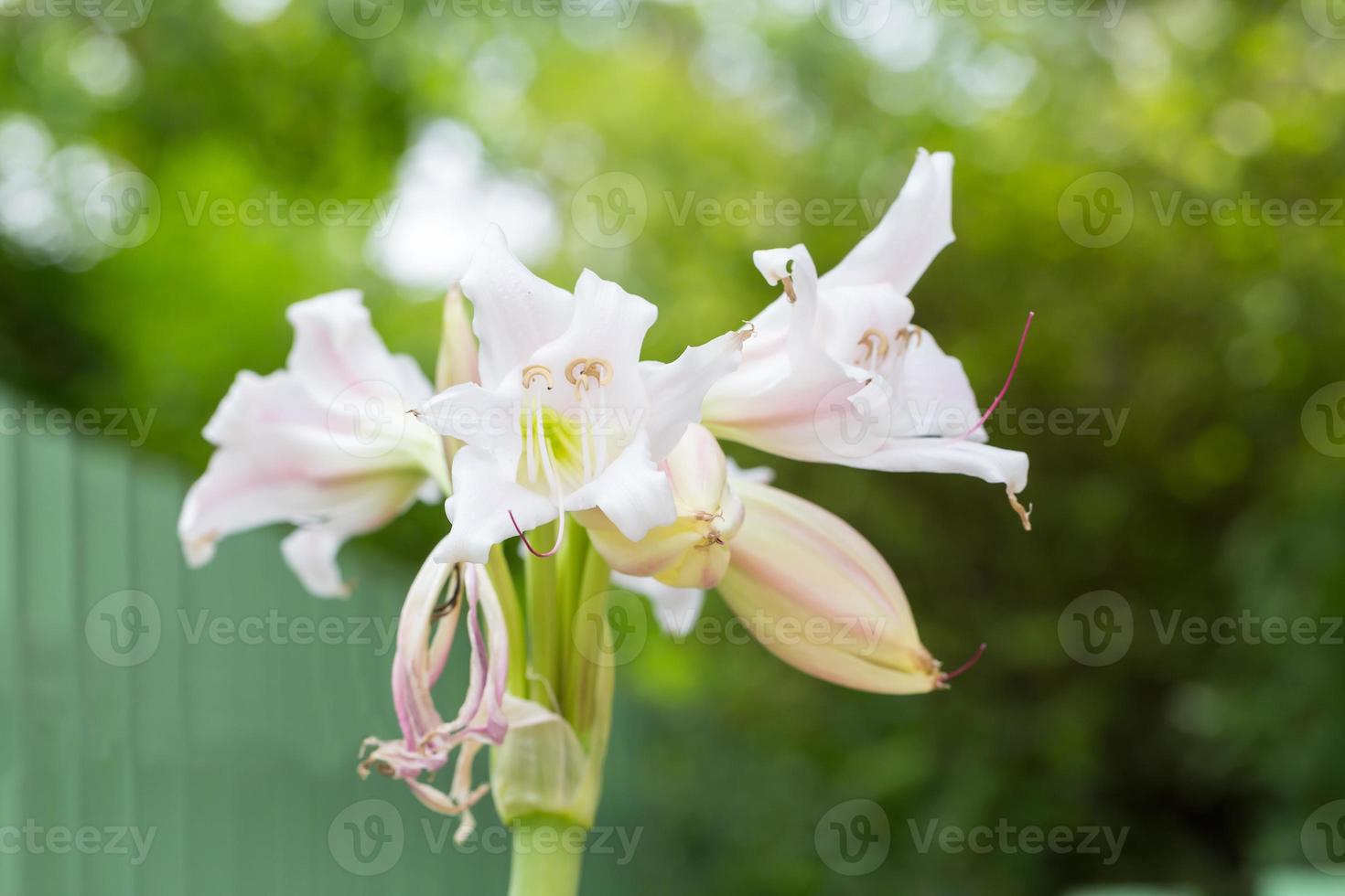 flor de lirio de pantano 7454408 Foto de stock en Vecteezy