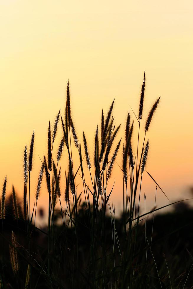 Bright golden grass flower beside railroad in sunset photo