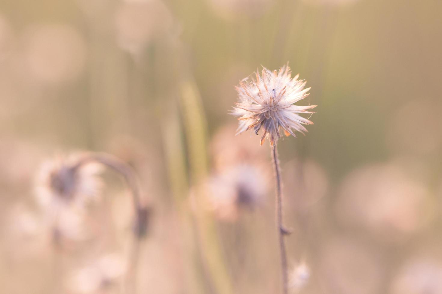 Coat buttons, Mexican daisy or Tridax daisy photo