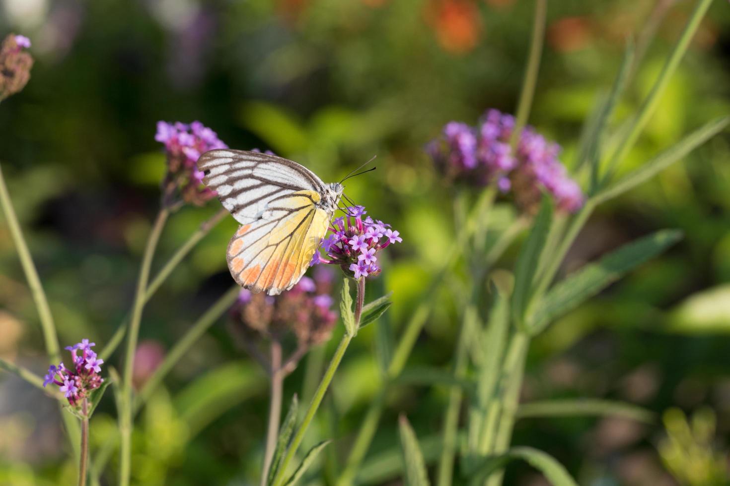 mariposa colorida en flor de verbena foto