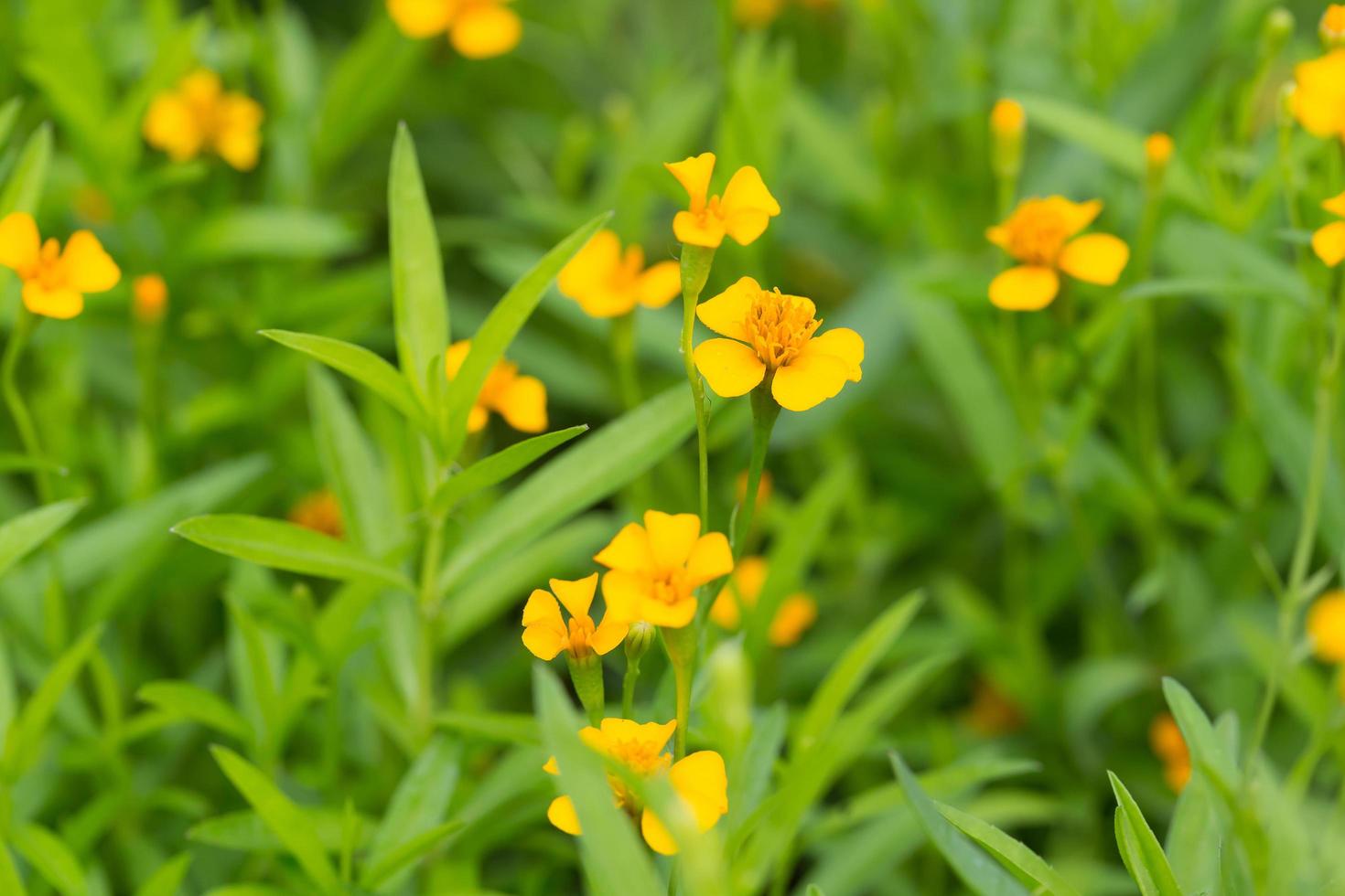 flor de caléndula amarilla foto