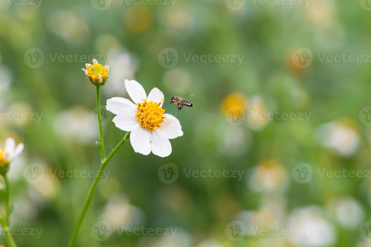 Blackfoot daisy and bee photo